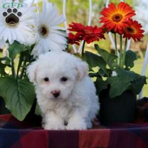 Venice, Toy Poodle Puppy